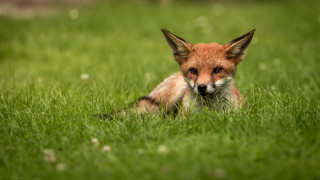 Fox sad grass nature blurry - a fox free wallpaper for desktop