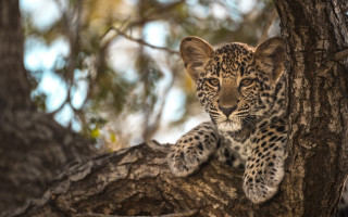 Leopard cub sitting in tree - his face free wallpaper for desktop