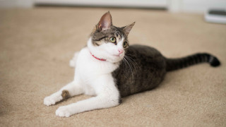 Cat laying on floor red - professional photo free wallpaper