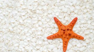 Starfish white shells pebbles red - a starfish free wallpaper