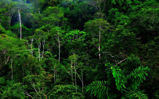 Lush green forest hillside mountain - jungle free wallpaper