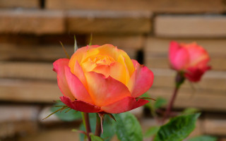 Yellow rose wood pallets bokeh - ann thetis blacker free wallpaper