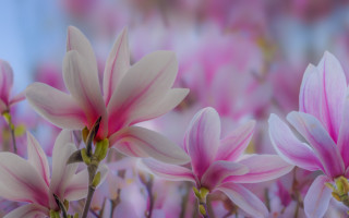 Pink flowers bokeh blurry background - soft color free wallpaper