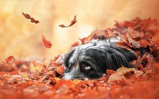 Dog leaves fall autumn fire - animal free wallpaper