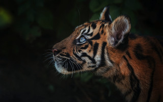 Tiger blue eyes forest background - a tiger free wallpaper