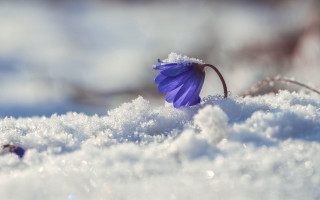 Purple flower snow winter macro - a.b. frost free wallpaper for desktop
