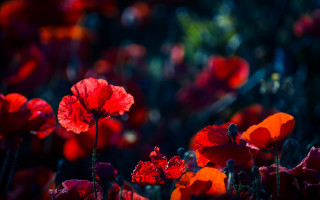 Red flowers bokeh impressionist florianne - vivid free wallpaper