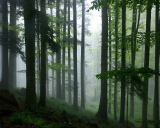 Foggy tall trees misty forest - fog free wallpaper