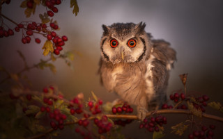 Small owl berries dark background - a small owl free wallpaper