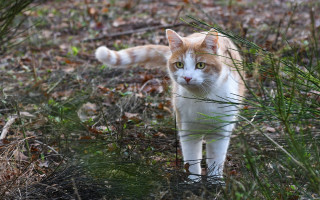 Cat forest leaves grass bush - the ground and grass free wallpaper