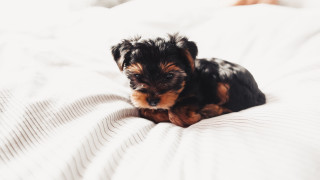 Small black brown dog laying - white sheet free wallpaper