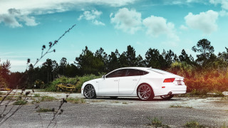 White car forest parking lot - a forest of trees and bushes free wallpaper