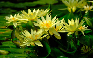 Yellow flowers water lilies nature - a pond free wallpaper