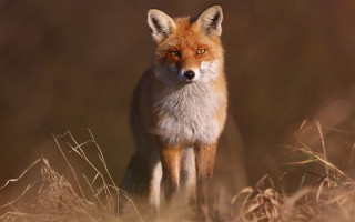 Red fox curious animal photography - dry grass free wallpaper
