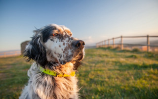 Dog yellow collar shiba inu - in the background free wallpaper for desktop