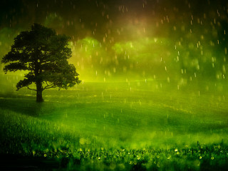 Tree rain field green grass 2 - grass and trees free wallpaper