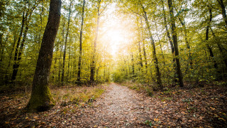 Forest path sunlight trees leaves 3 - a path in the middle of a forest free wallpaper