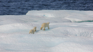 Polar bears ice floes wildlife - free dogs wallpaper