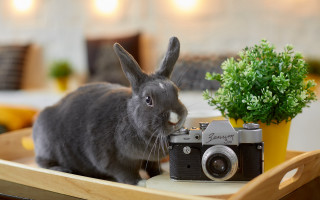 Rabbit camera plant art photography - a rabbit free wallpaper
