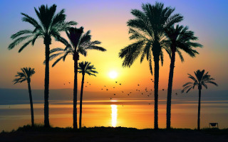 Sunset palm trees birds ocean - egyptian art free wallpaper