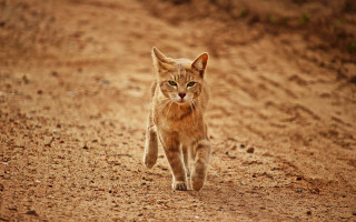 Cat walking dirt road green - a green eye free wallpaper