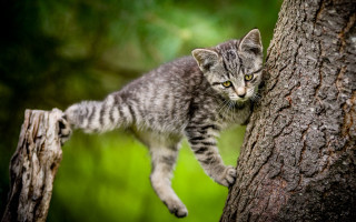 Kitten climbing tree forest green - a small kitten free wallpaper