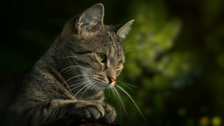 Cat sitting table green eyes - a blurry background of trees and bushes free wallpaper