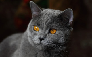 Gray cat yellow eyes serious 9 - a gray cat free wallpaper for desktop