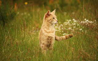 Cat field flower grass bush - its front paw free wallpaper
