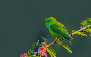 Green bird flowers branch cloisonnism - a green bird free wallpaper