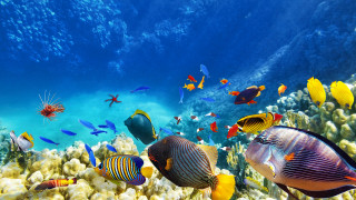 Fish reef ecological underwater bubbles - ernst haeckel free wallpaper