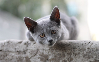 Curious grey cat on ledge 2 - a ledge free wallpaper