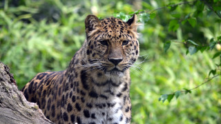 Leopard tree branch woods bokeh - a leopard free wallpaper