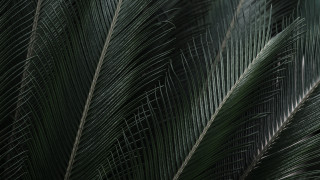 Green palm leaf white bird - octane renderer free wallpaper for desktop