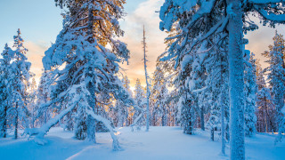 Snowy forest winter nature autumn - bruno liljefors free wallpaper