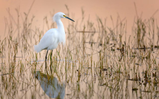 White bird water tall grass - a white bird free wallpaper