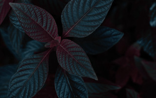 Leafy plant red green blurry - dark color free wallpaper