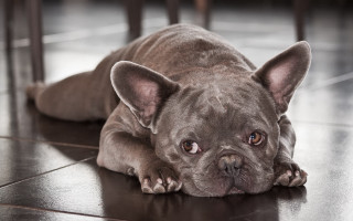 Small dog laying on floor - his head on free wallpaper