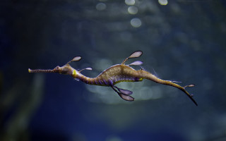 Seahorse bubbles holography 3d bioluminescence - visible free wallpaper