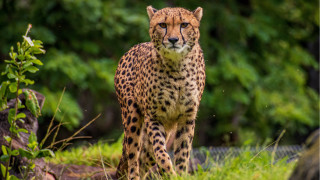 Cheetah grass trees blurry nature - a cheetah free wallpaper