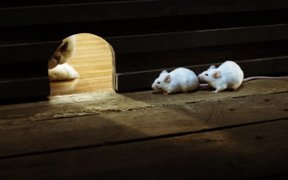 Two white mice wooden floor - institutional critique free wallpaper