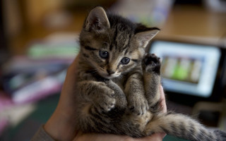 Person holding kitten desk blurry - a desk free wallpaper