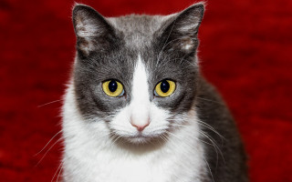 Cat yellow eyes red carpet - symmetrical eye free wallpaper