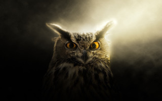 Owl yellow eyes foggy backlight - an owl free wallpaper