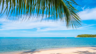 Beach palm trees water boats - palm tree free wallpaper for desktop