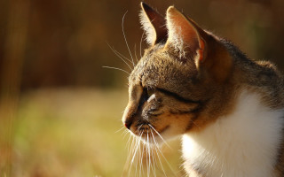 Cat white brown face closed - its eye free wallpaper for desktop