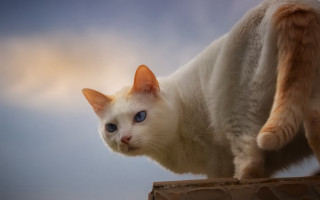 White cat blue eyes standing - a white cat free wallpaper