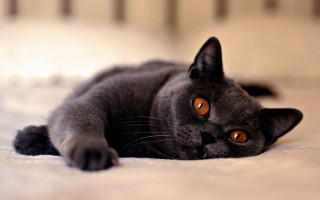 Curious black cat on beach - duccio free wallpaper