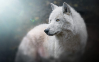 White wolf sunlight animal portrait - a white wolf free wallpaper