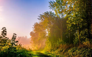 Woods path bright sunset autumn - a bright sun free wallpaper